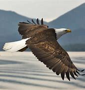 Image result for public domain picture of soaring eagle
