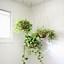 Image result for Hanging House Plant Pots