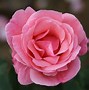 Image result for rose queen elizabeth