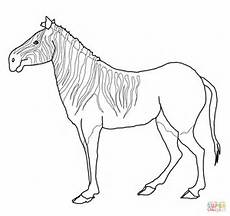 Quagga Zebra coloring page Free Printable Coloring Pages