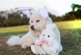 Image result for Bunny and Dog