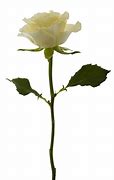 Image result for White Rose Sophie Scholl