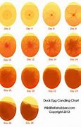 Image result for Finch Egg Candling Chart