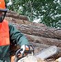 Image result for Leaning Tree Cutting Techniques