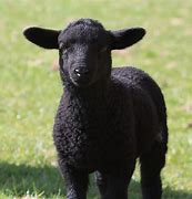 Image result for Cool Black Sheep