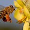 Image result for Western Honey Bee Animal
