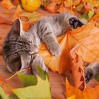 Résultat d’images pour image de chatons en automne