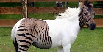 Image result for Crossbred Animals
