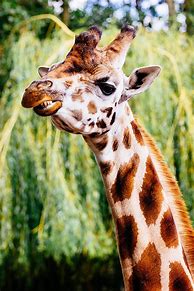 Image result for Smiling Giraffe
