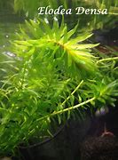 Image result for Pond Oxygenating Elodea Anacharis Bunch Plants - Imported And USDA Approved