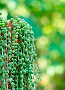 Image result for Cool Looking Succulents