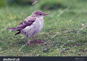 Image result for rosy starling pics
