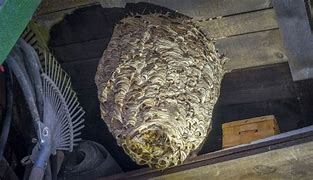 Image result for Hornets Nest Removal