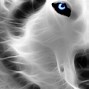 Image result for Wolf Wallpaper for Android