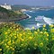 Image result for Jeju Island Tourist Spot