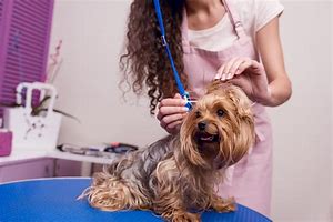 Image result for Dog Grooming Ear Care