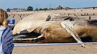 Image result for Dead humpback whale ashore