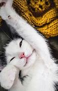 Image result for Kitty Cat Happy Face