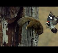 Image result for Acorn Woodpecker In-Flight