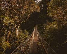 Image result for Hanging in Forest