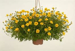 Image result for Bidens Yellow Charm