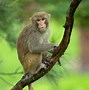 Image result for Old Rhesus Monkey