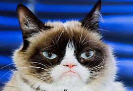 Image result for Grumpy Cat