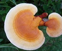Image result for Medical Mushrooms