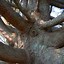 Image result for Atlas Cedar Tree