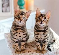 Image result for Bengal Cat Pet