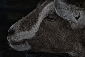 Image result for Goats Rensselaer NY