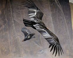 Image result for Condor Art
