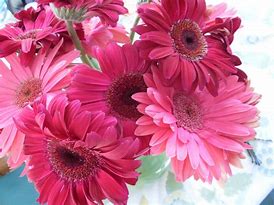 Image result for Pink Things