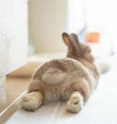 Image result for  Bunnybutt