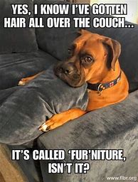 Image result for Clean Animal Jokes