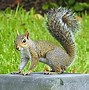 Image result for Eastern Gray Squirrel