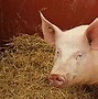 Image result for Pig Saying Oink