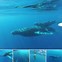 Image result for Hawaiian Humpback Whale