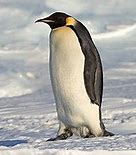 Image result for Penguin Wikipedia