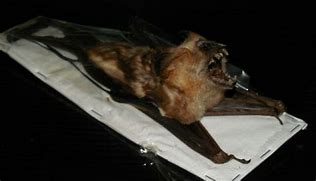 Image result for Real Hanging Bat
