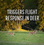 Image result for Deer Chaser - Outdoor Pest Controls - Deer Repellents - Gardener's Supply