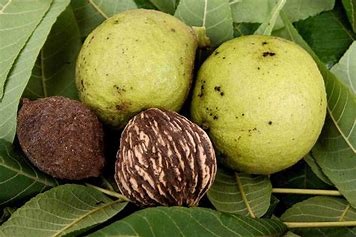  Black walnut