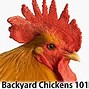 Image result for BackYard Chickens 101