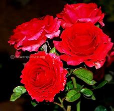 Image result for rose chrysler imperial