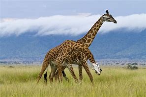 Image result for Giraffe Pics