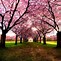 Image result for Pretty Trees