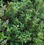 Image result for Savory Herb