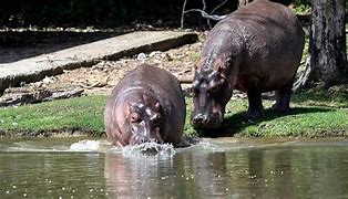 Image result for Removing Pablo Escobar hippos