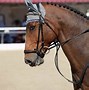 Image result for Best Looking Horse
