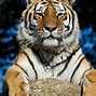 Image result for Orange Tiger Animal